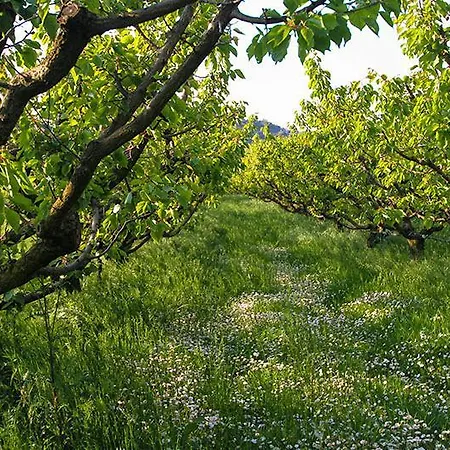 Agriturismo Casa Del Sole Montelabbate